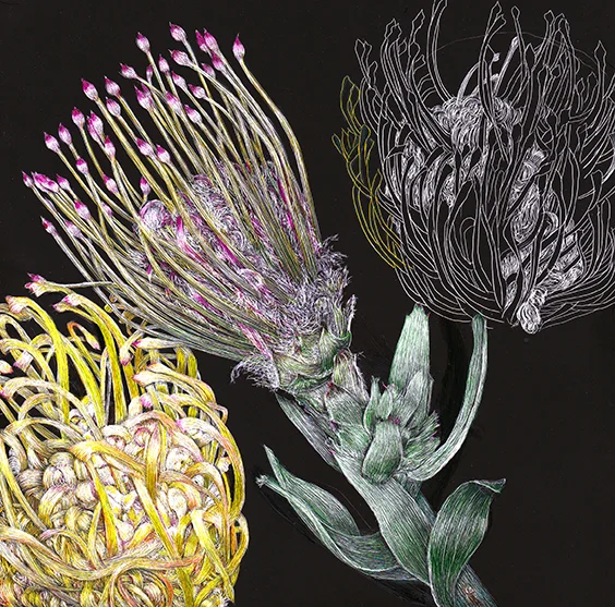 Protea by Lisa Goesling