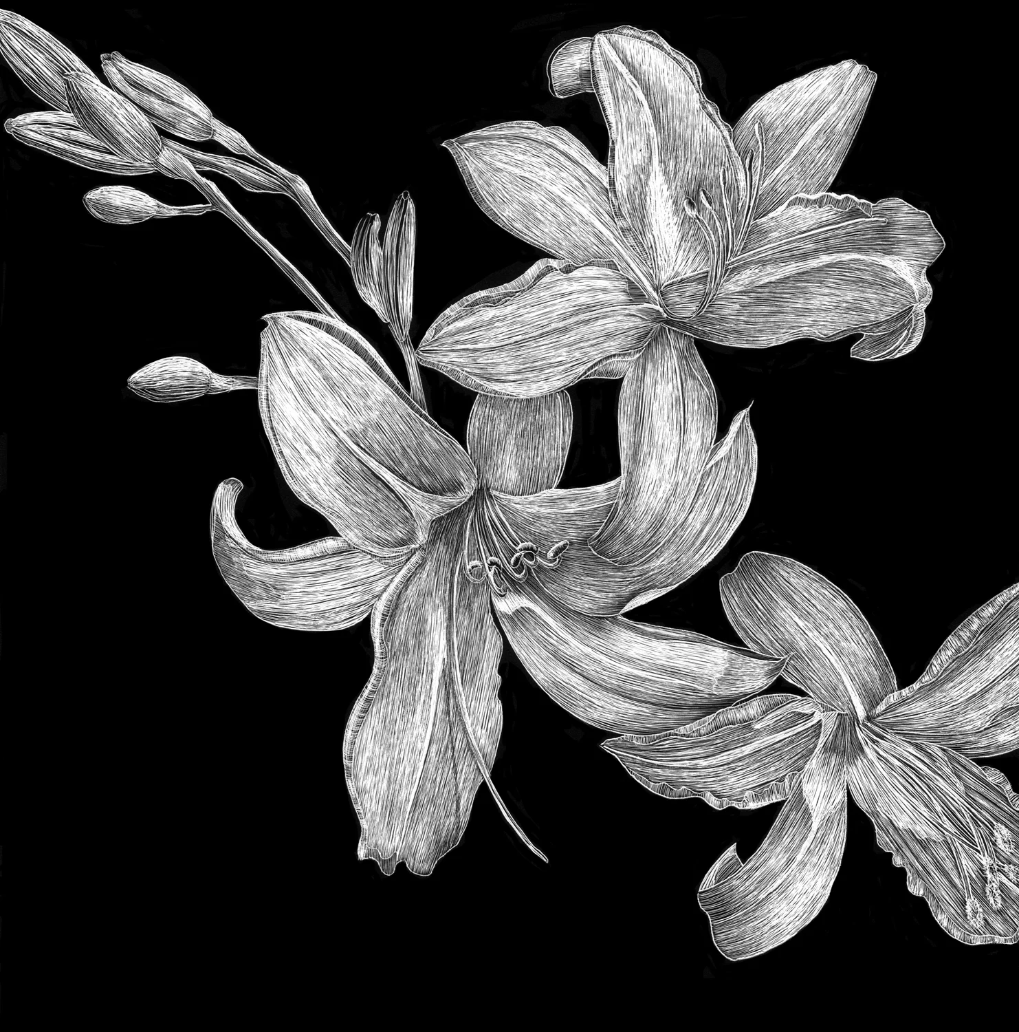 Black and White Lilies by Lisa Goesling