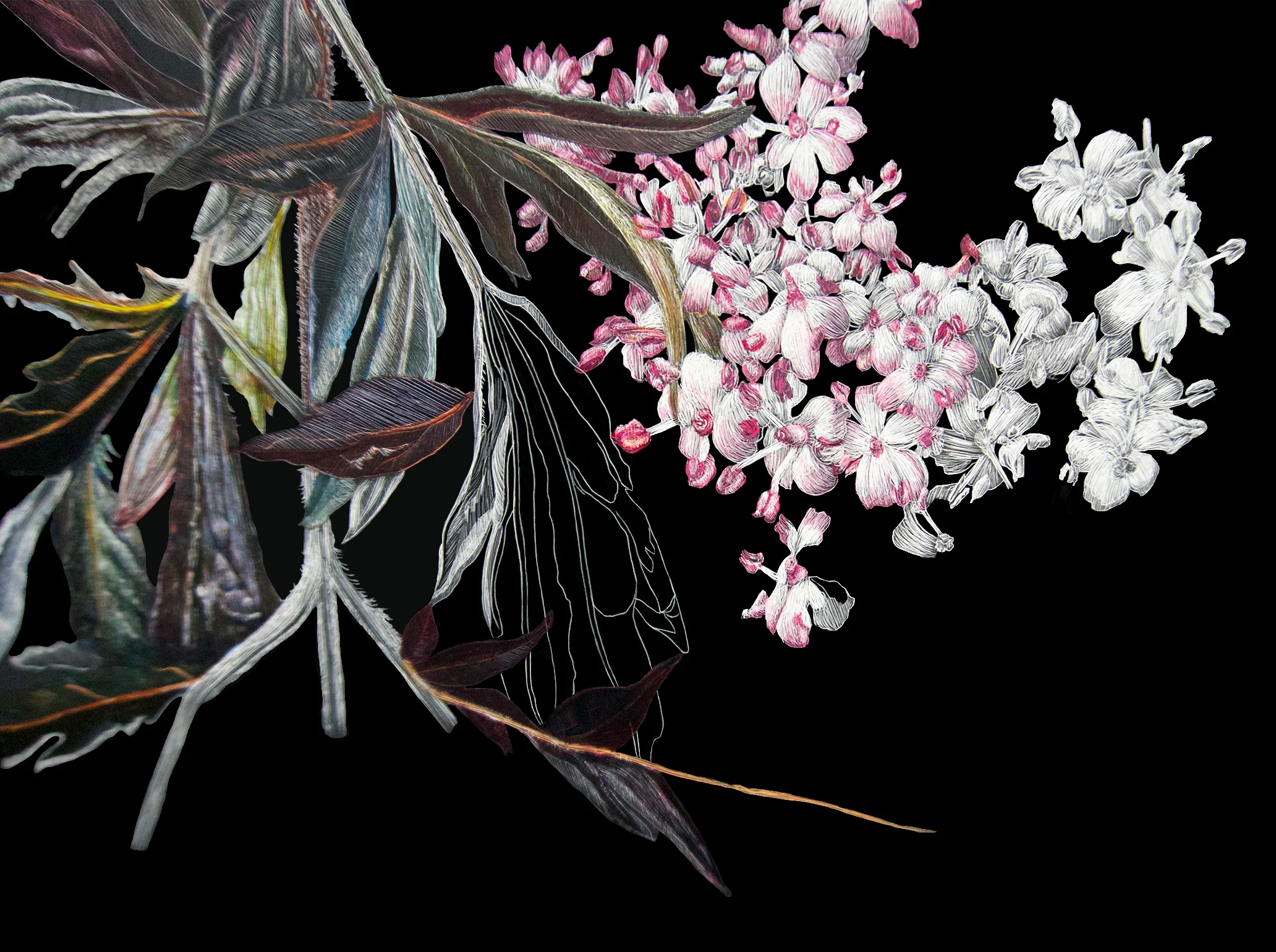 BRS Trip Tych 2 of 3, top section of Sambucus Plant by Lisa Goesling.