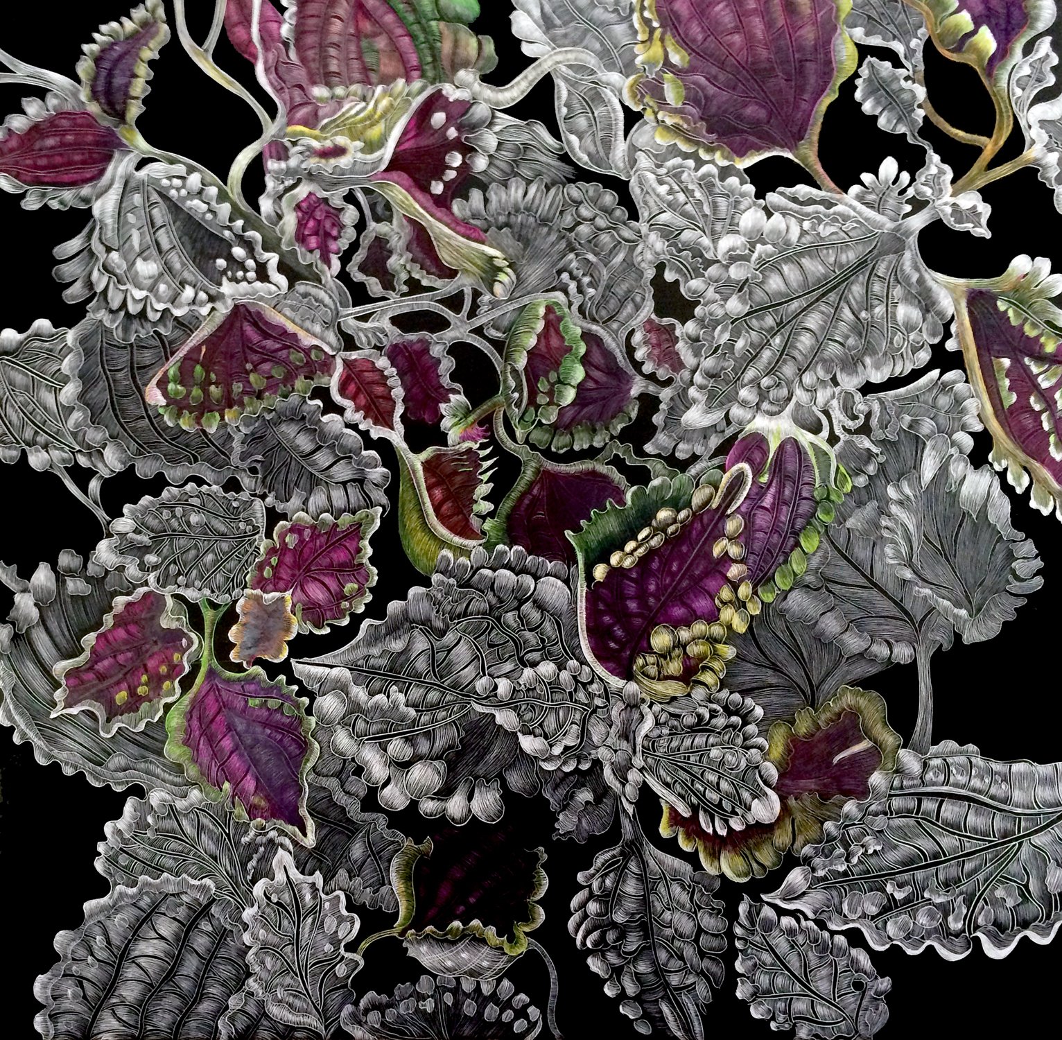 BR COLEUS