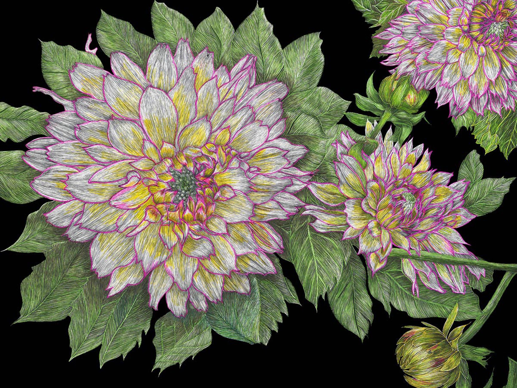 DAHLIAS