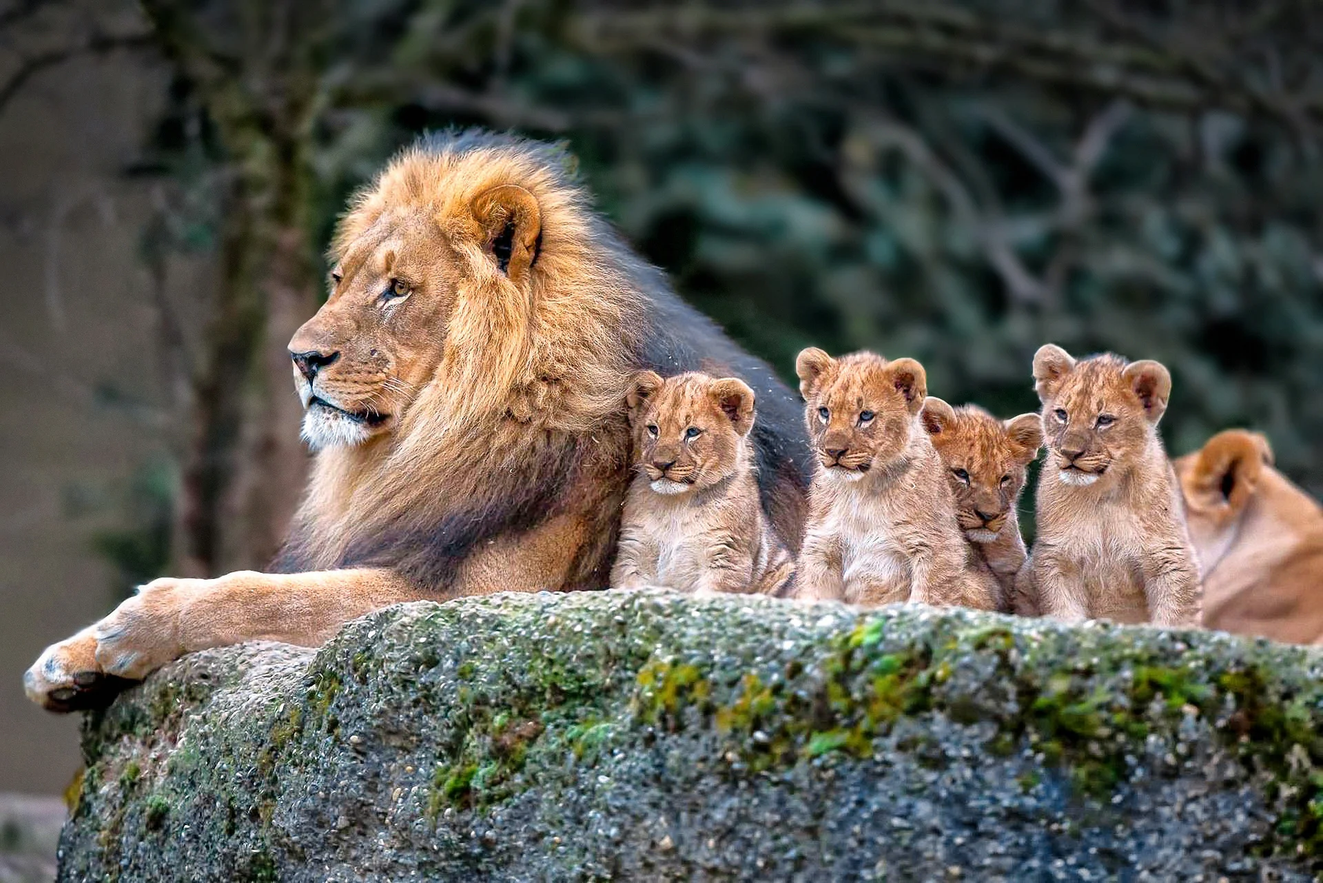 family-lion-desktop-background-499168.jpg