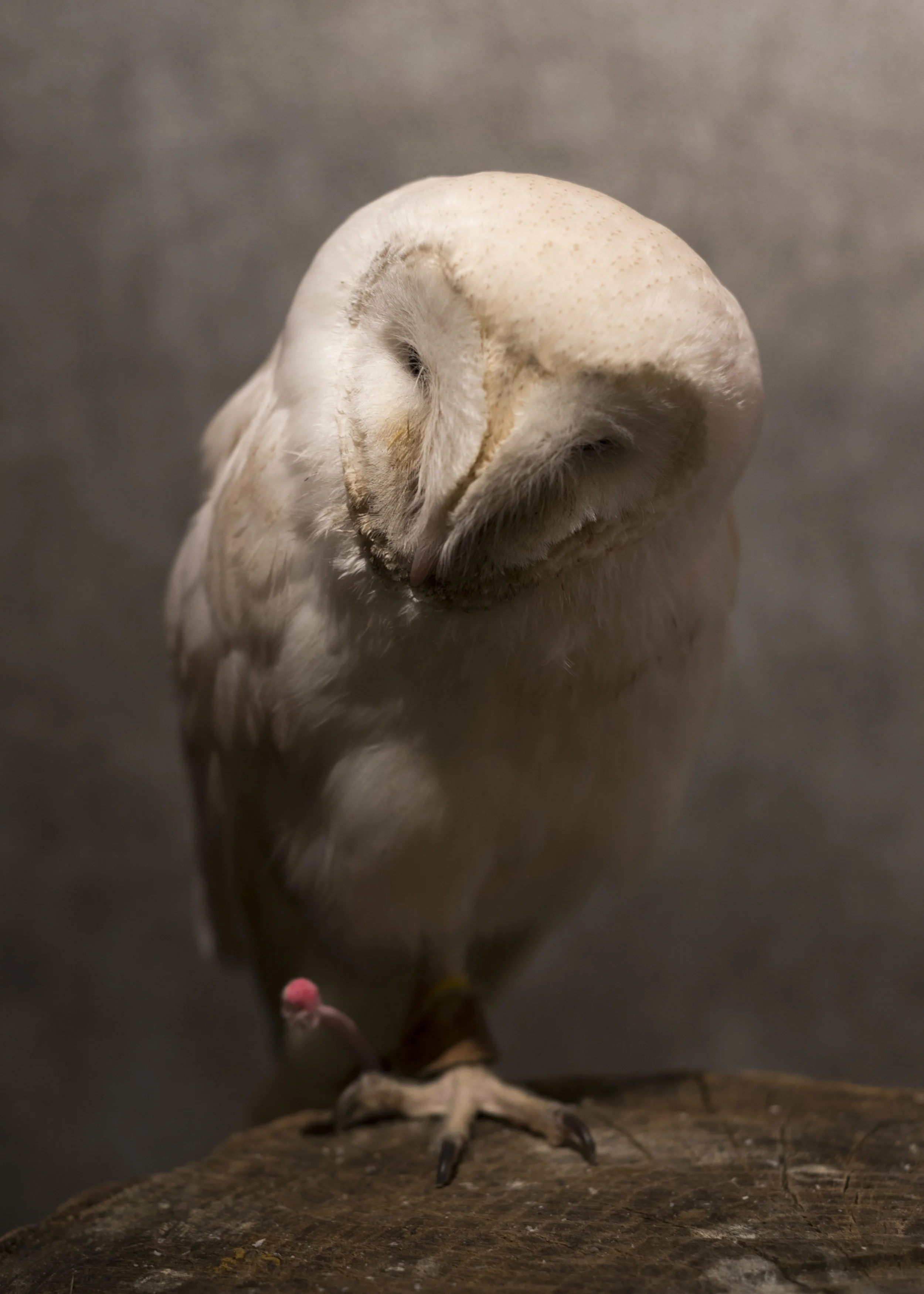 DSC_0275.jpg