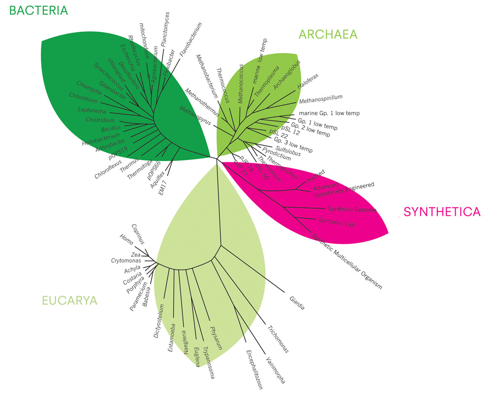 Image: Synthetic Kingdom, daisyginsberg.com