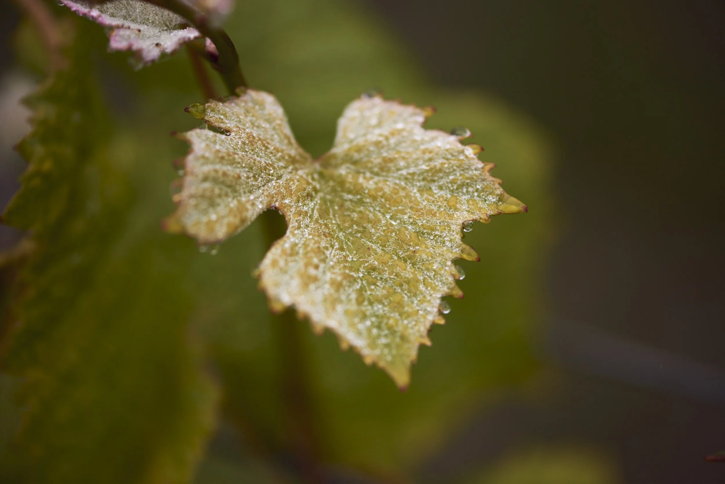 DSC_9175.jpg