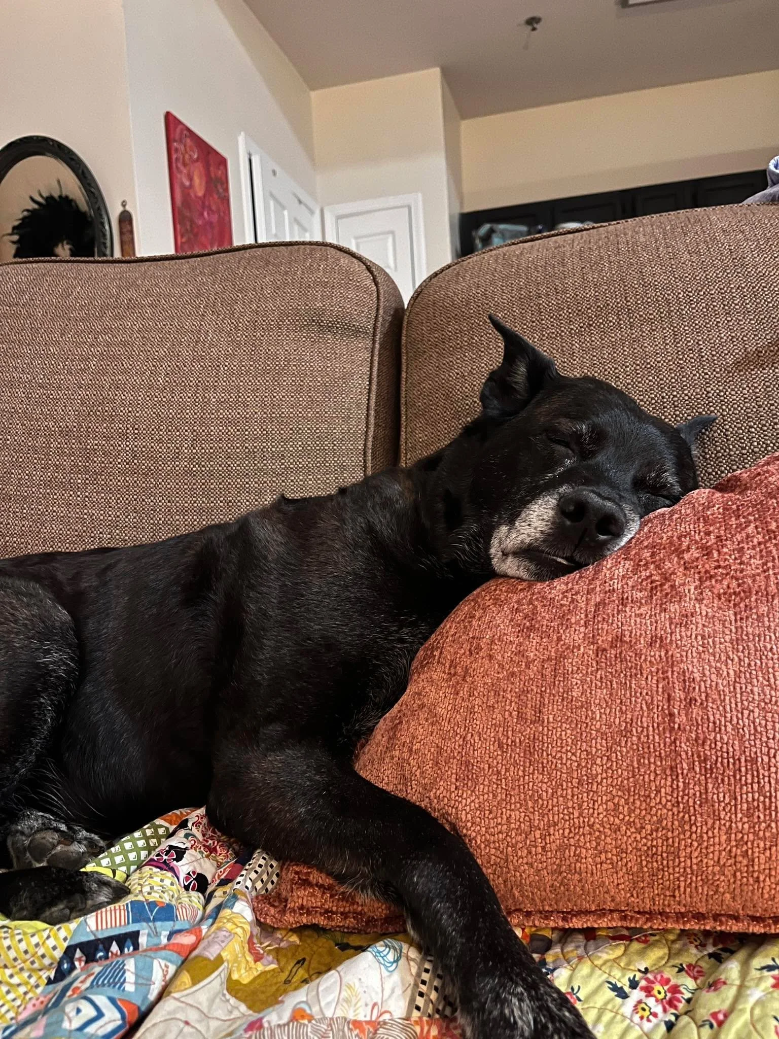 Thrilled that he approves of the new cushions. 🤣