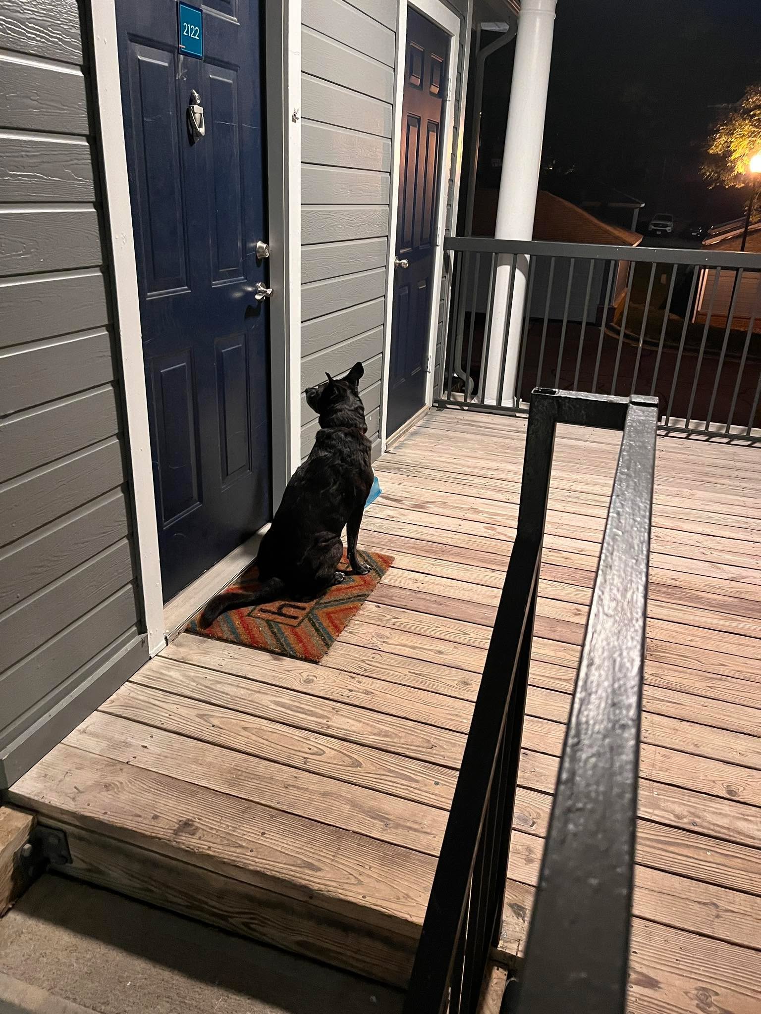 This guy just loves our neighbour. Wants to visit multiple times a day. 🥰 when you&rsquo;re loved by a dog it is truly unconditional.