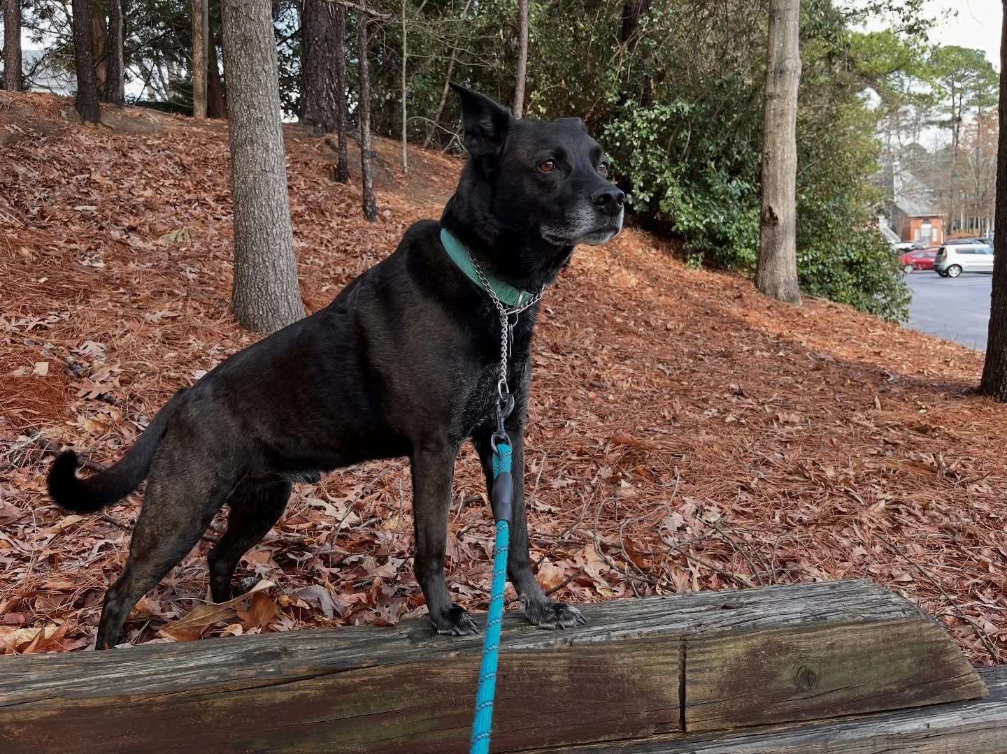 Happy heavenly birthday my Angel. #lovemyboytjie #love #souldog