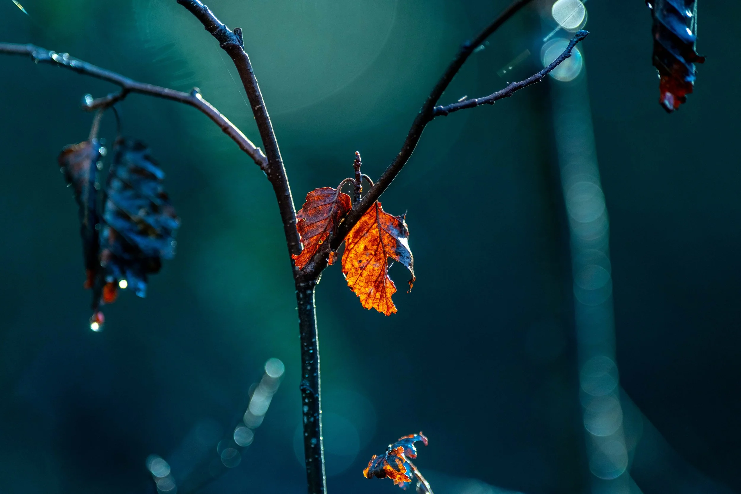 DSC_4036-HDR-Edit.jpg