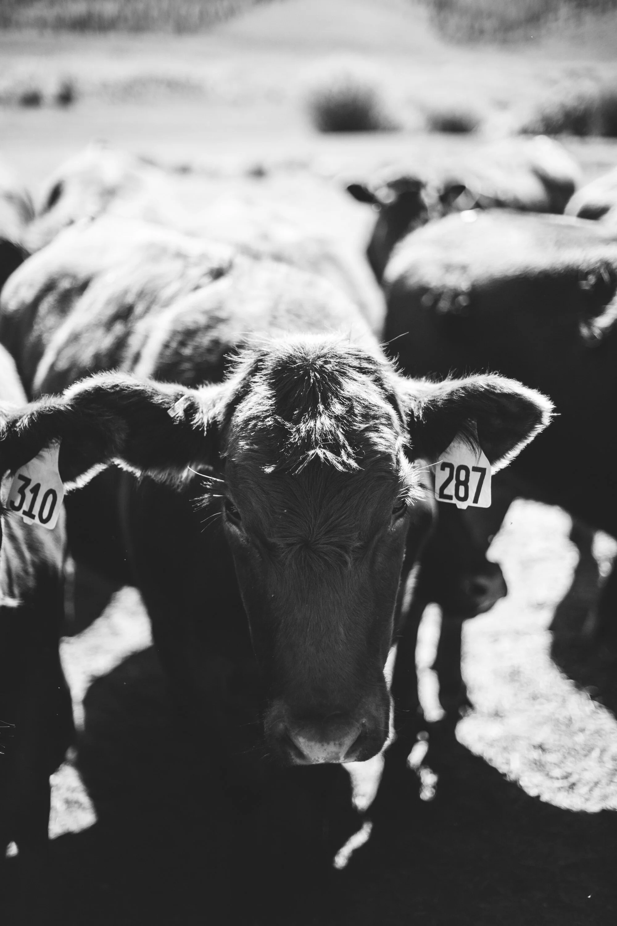 Cows-12.jpg