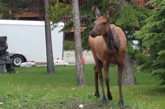 Maybe the elk were hungry? This one was hanging out with us in the feed zone for most of the races.