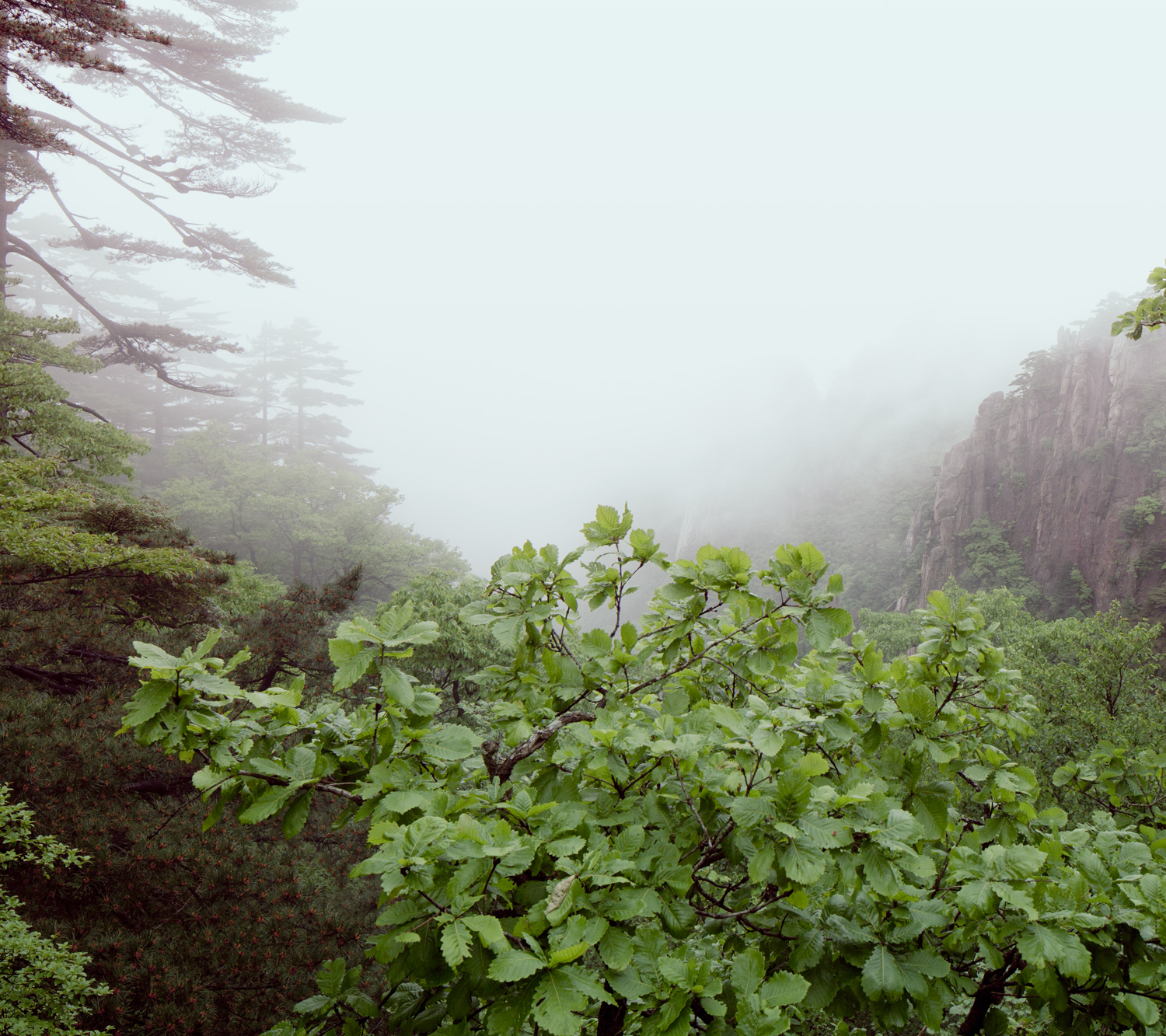 huangshan-china-forest-mountains-landscape-mark-hadden-photography