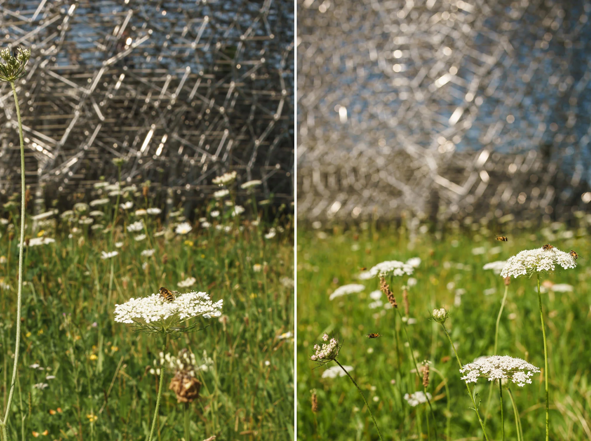 Bees at The Hive, Kew Gardens. Mark Hadden Architecture Photographer