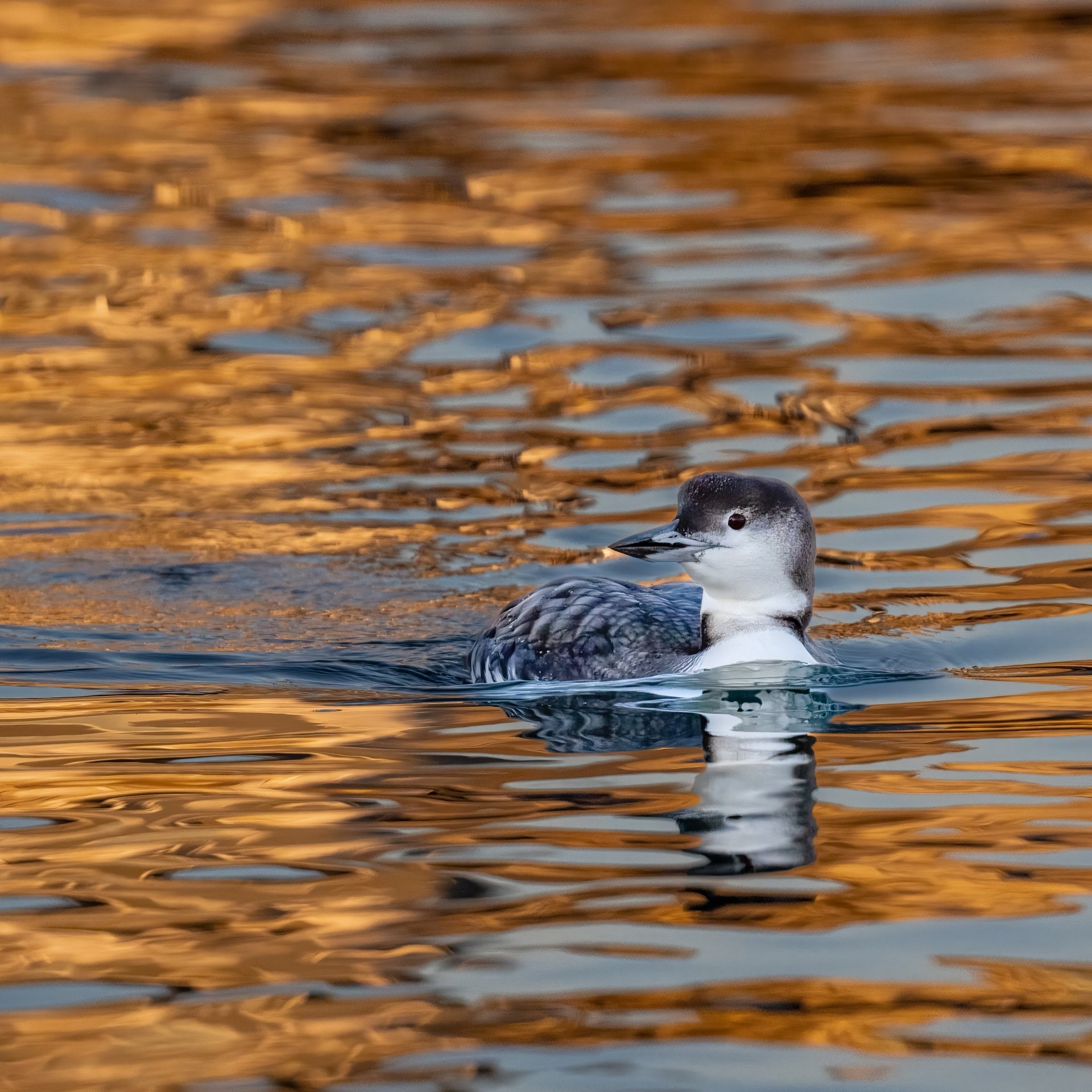 20221122  Loon sunrise 72 3773.jpg