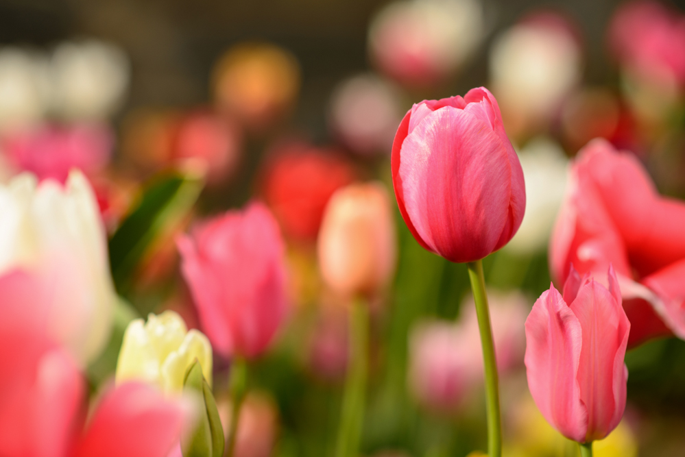 Tulips_4974.jpg