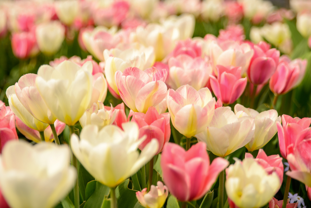 Tulips_4896.jpg