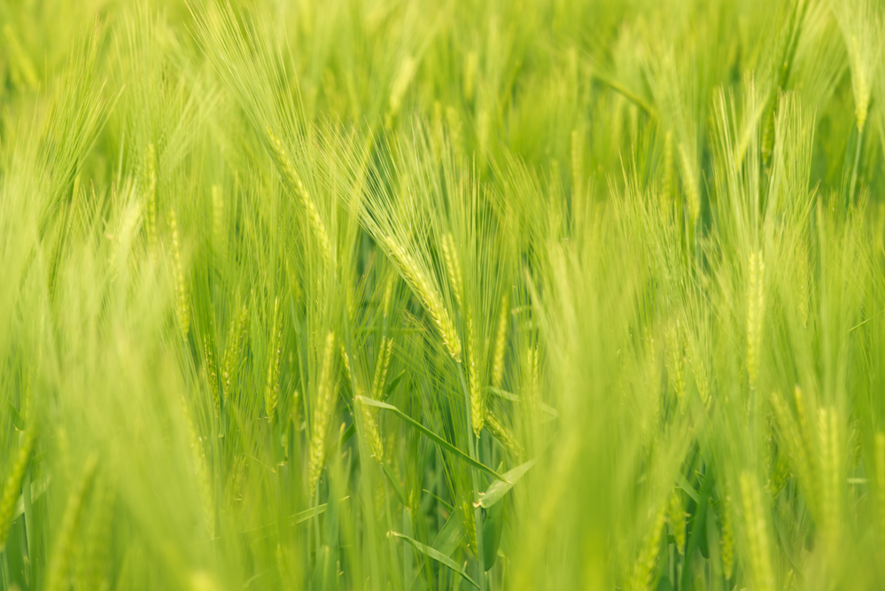 Landleben - Impressions from rural Germany — Svenler Photography