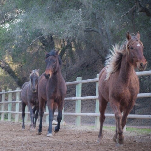 .
➊⓿⓿ 🅓🅐🅨🅢
From today there are 100 Days left in 2020.  Like these gorgeous Rocky Mountain Horses you may be racing towards the end of this year thinking good riddance and don&rsquo;t let the door hit you on the way out. I wouldn&rsquo;t blame yo