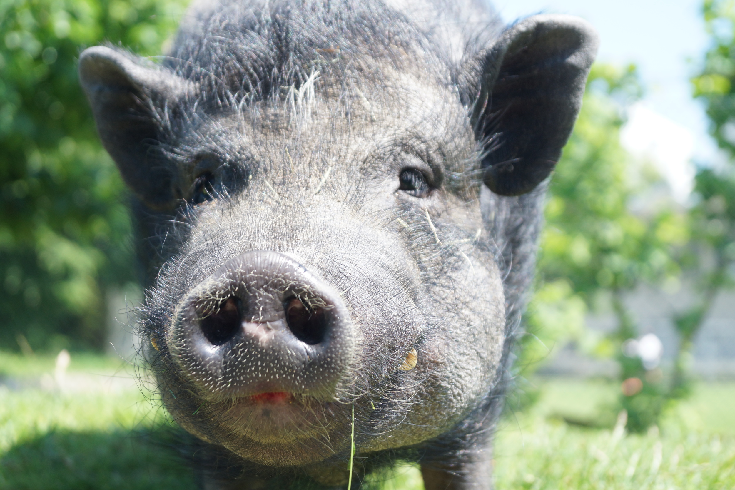 Ob Schweine ... 
