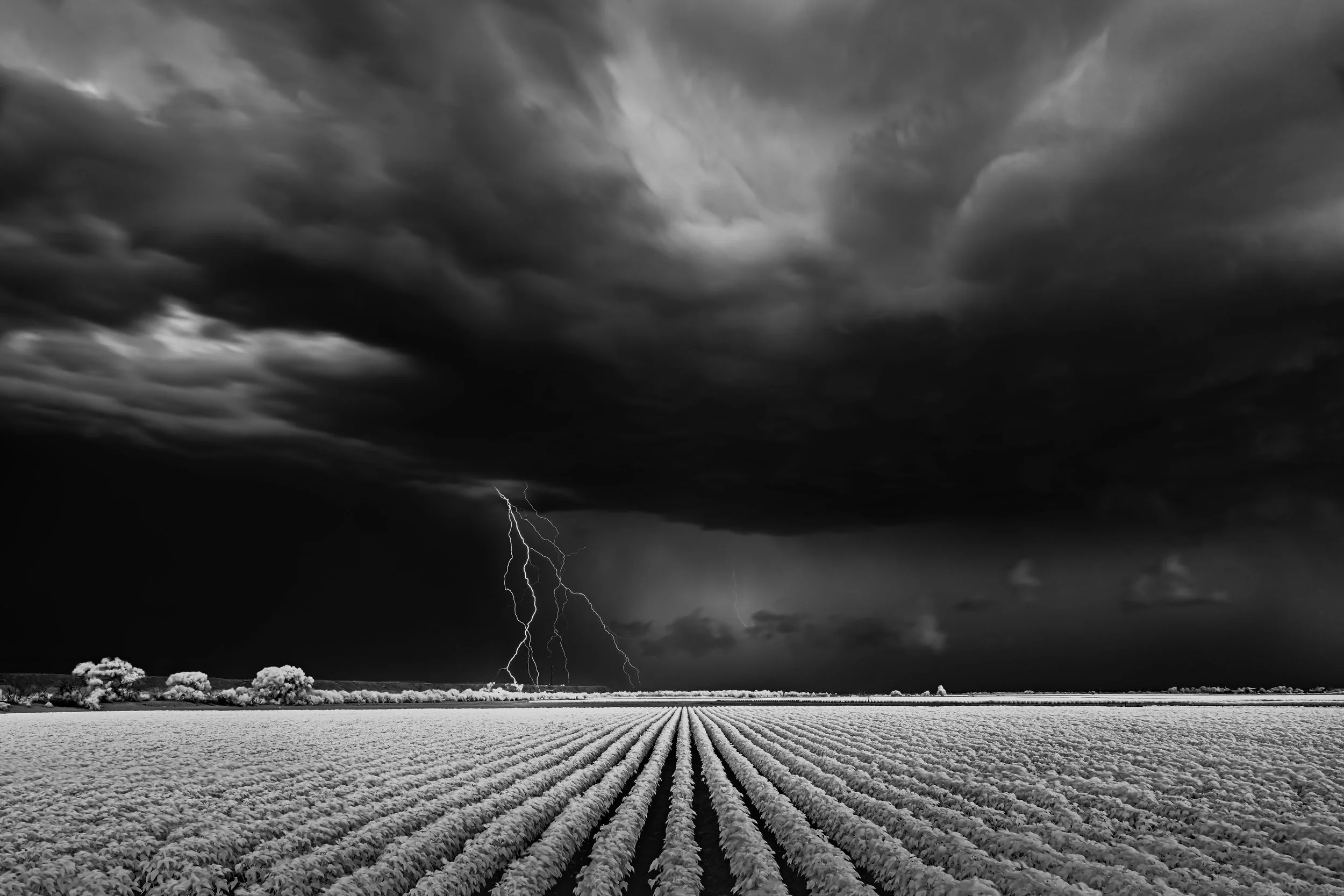 Mitch Dobrowner-©-Cotton Fields- 21st copy-jpg.jpg
