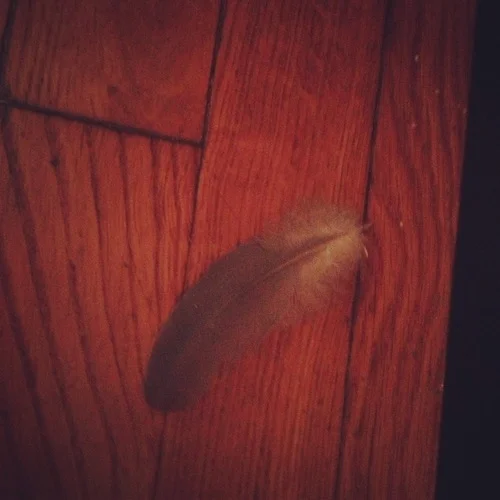pigeon feather.jpg