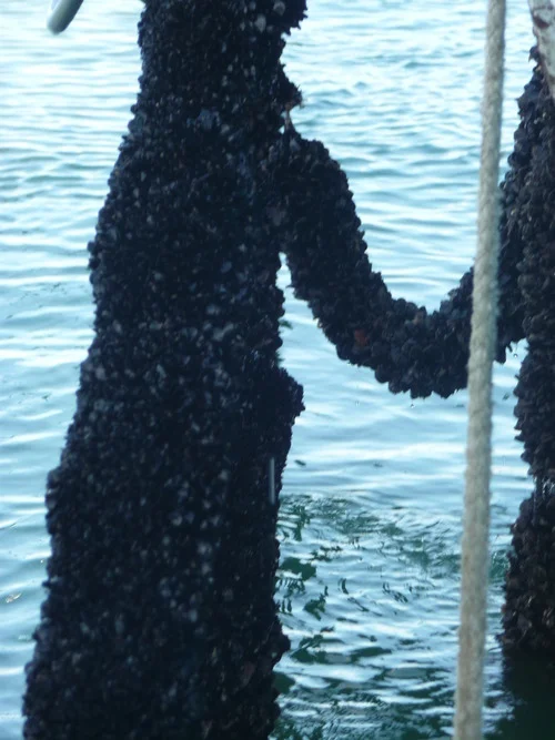 Mussel ropes.