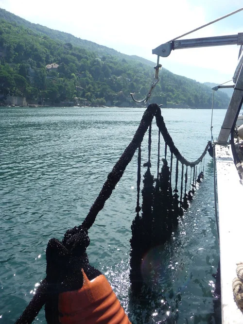 musselropes2.jpg