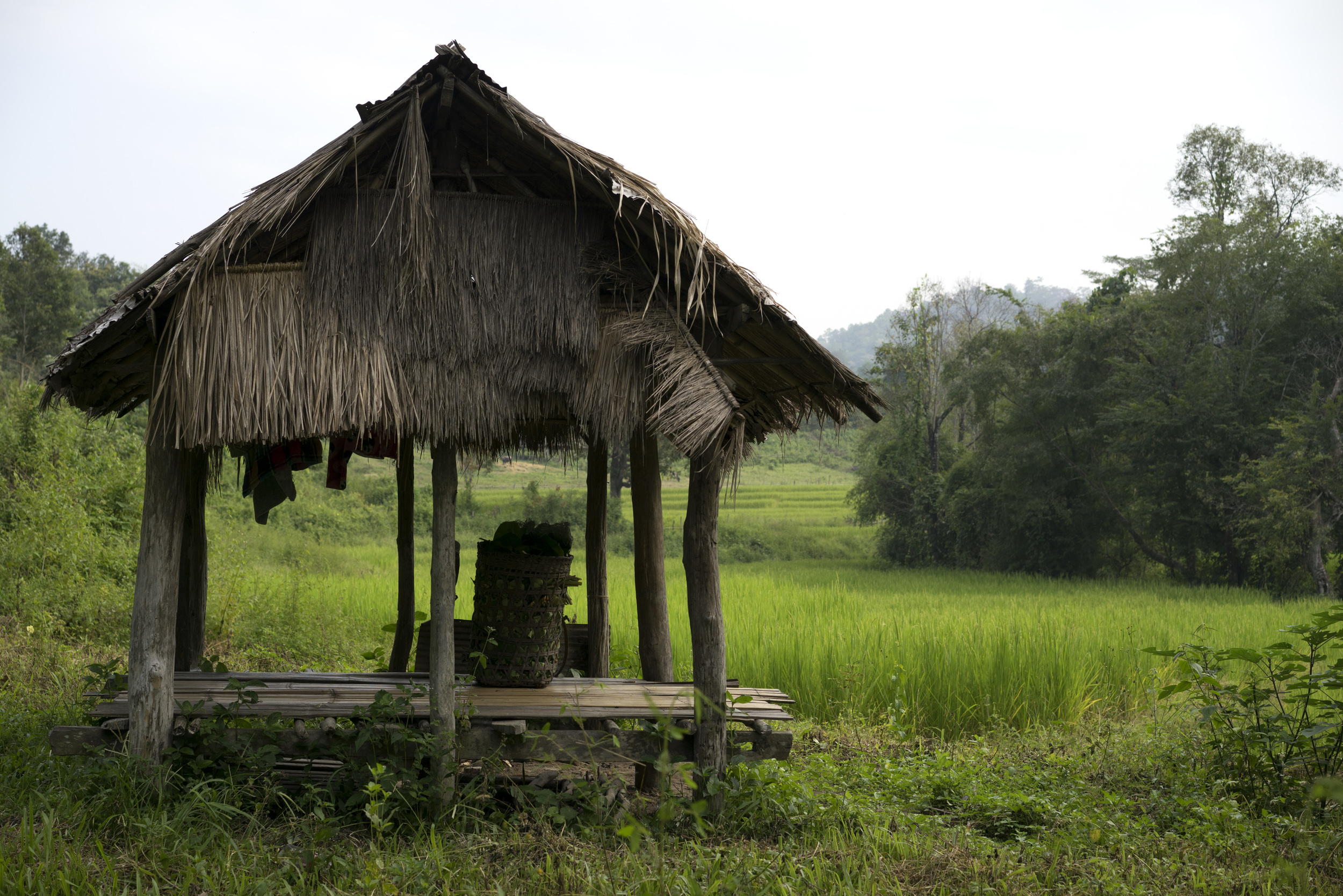 Hut in a Rice Field
