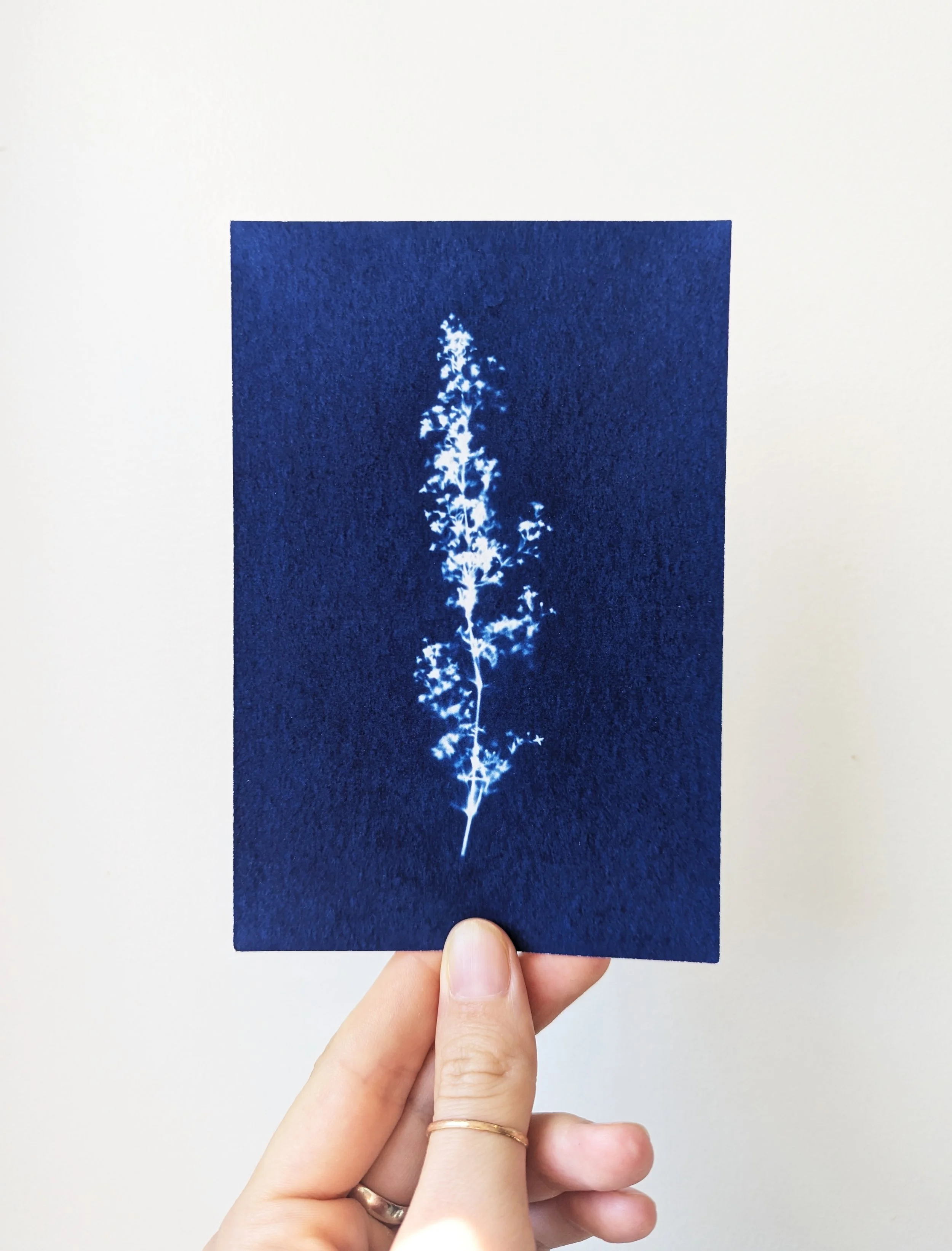 W.V. - print - thumbnail.jpg