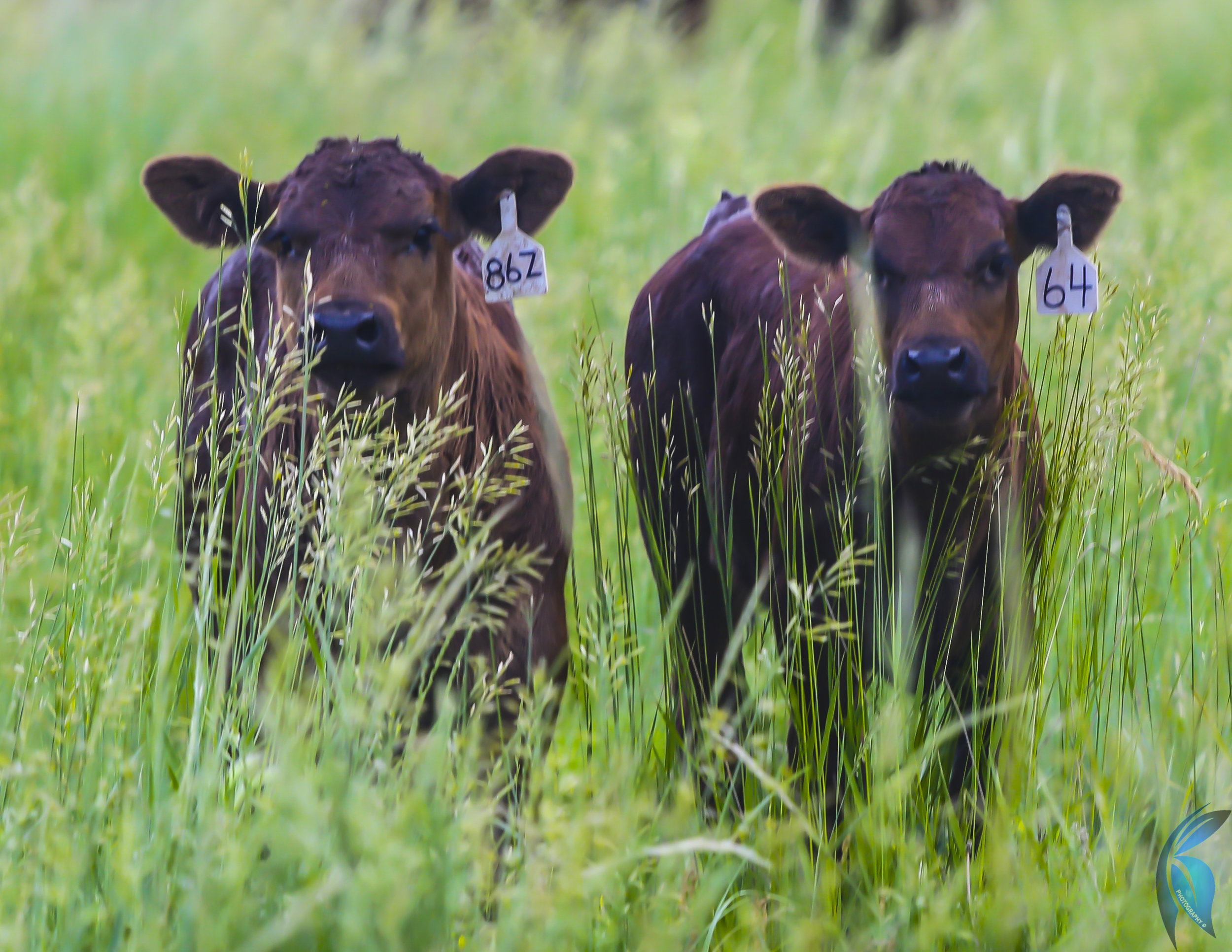 Calves On Grass