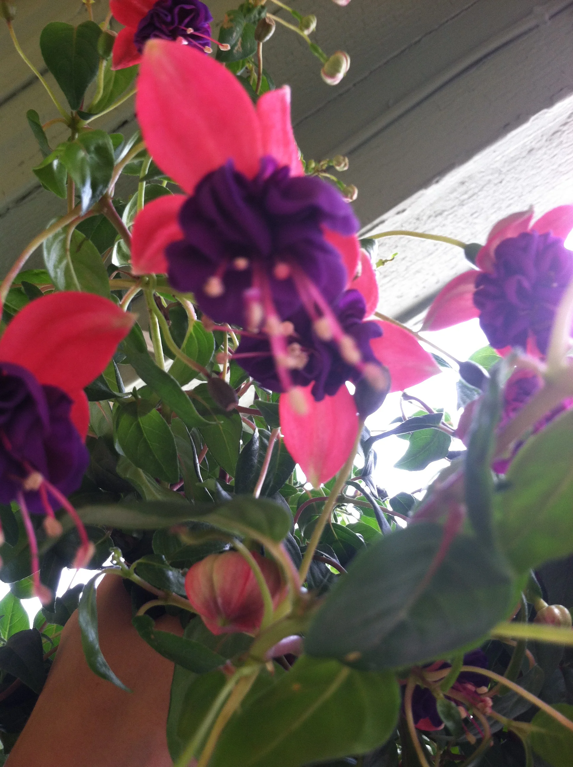 2013-07-12 14.41.19.jpg