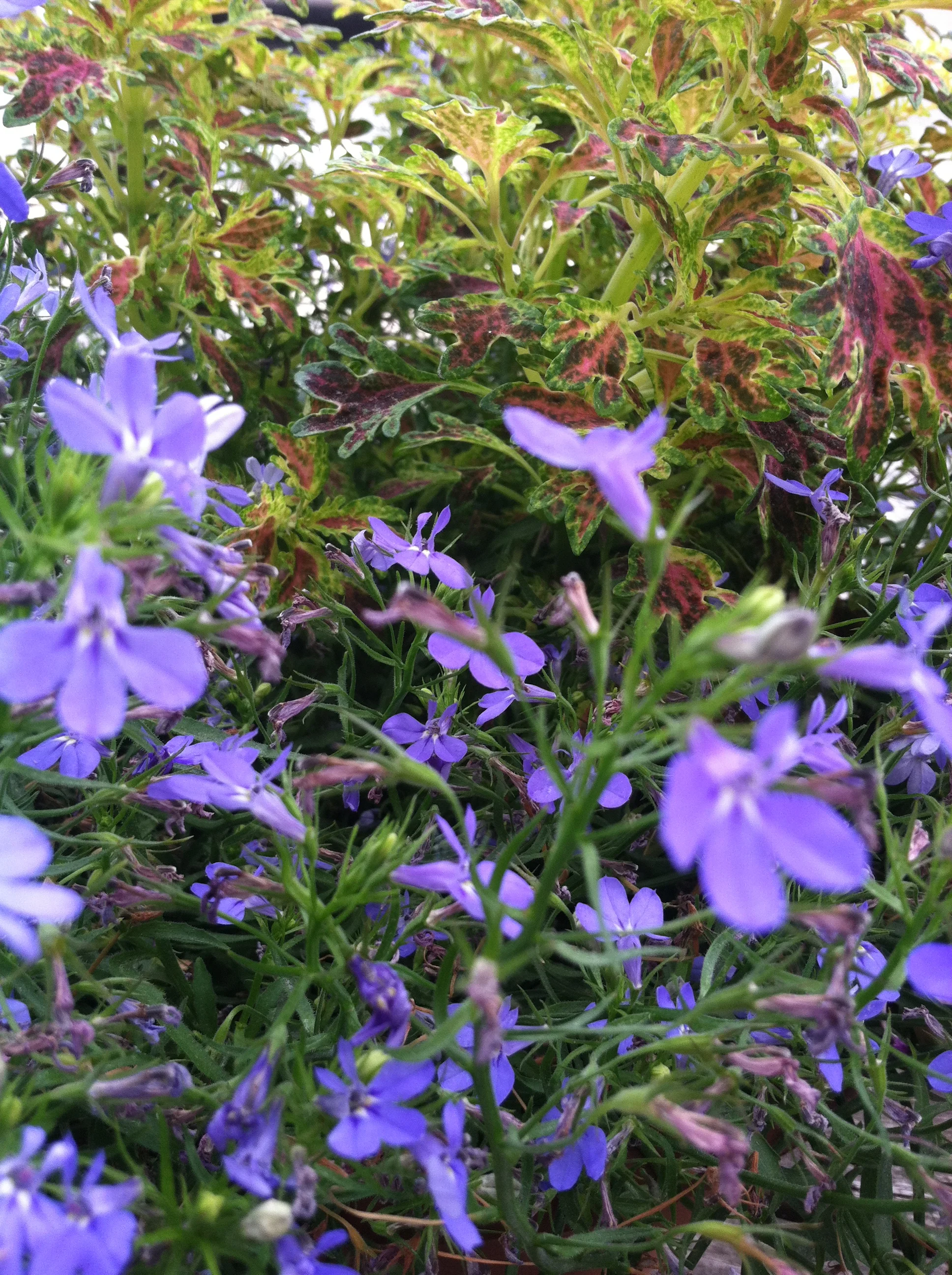 2013-07-12 14.41.36.jpg
