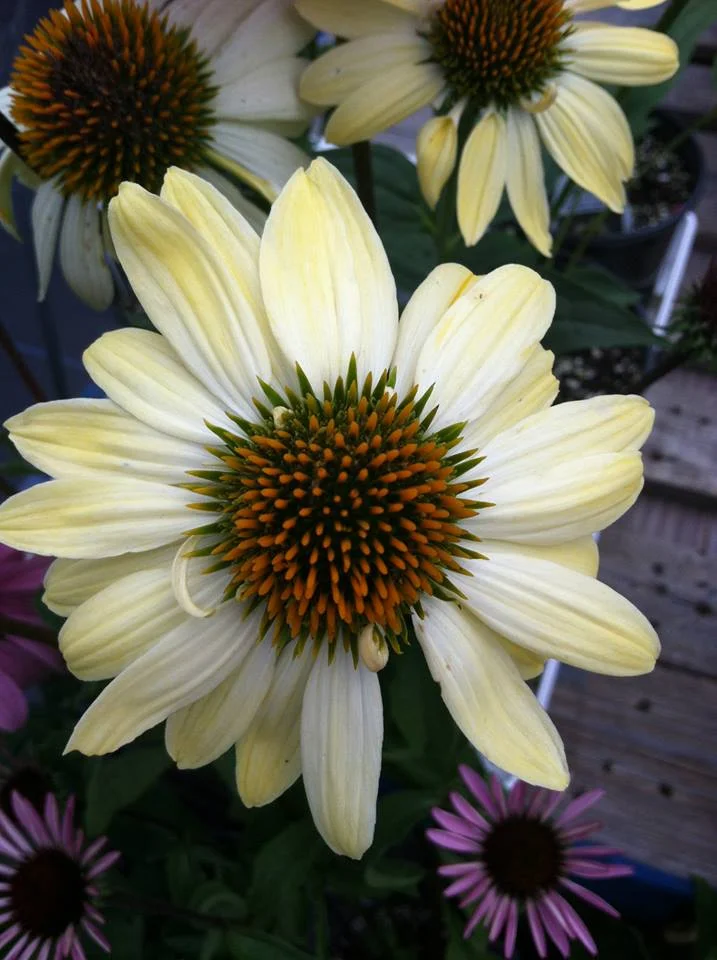 yellow and purple.jpg