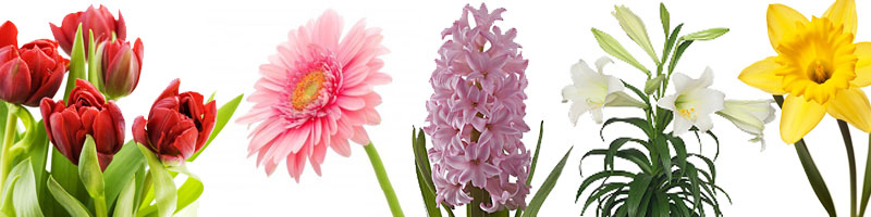  Palm Sunday March29th * Easter Sunday April 5th * Mother's Day May 10th