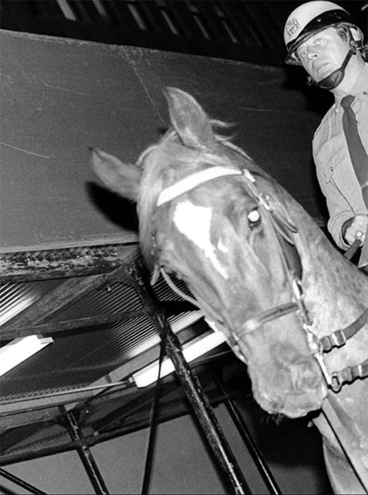 cops horse.jpg