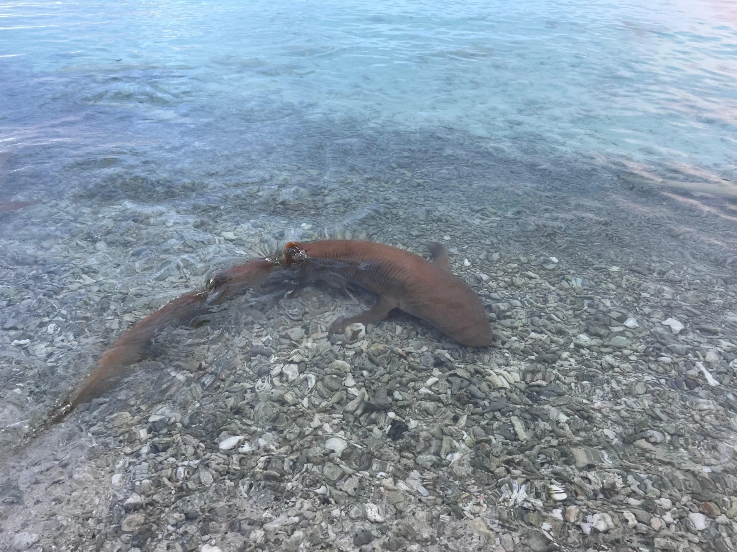 WhatsApp Image 2025-08-01 at 5.36.29 PM.jpeg