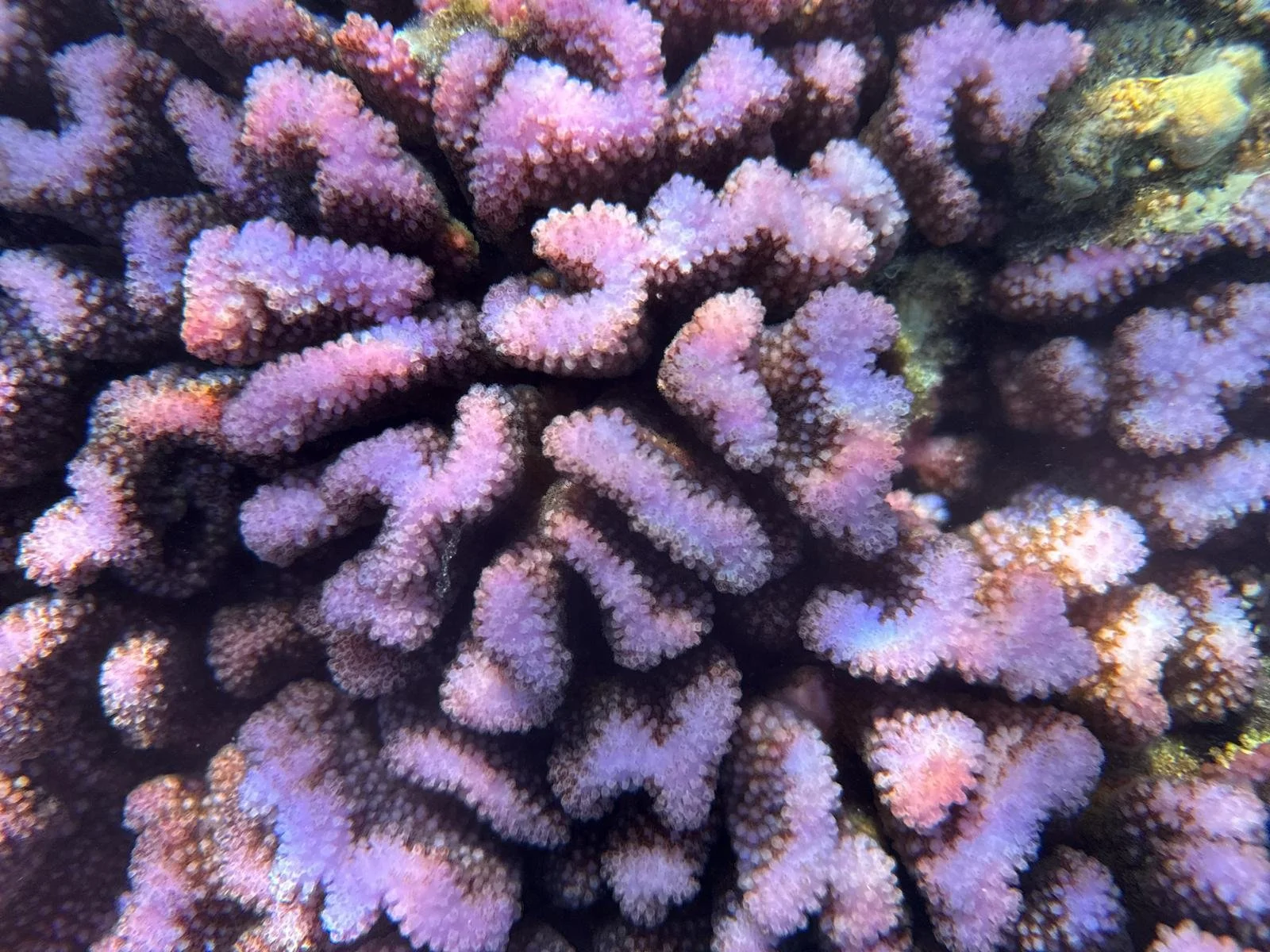 WhatsApp Image 2025-08-01 at 6.19.56 PM.jpeg