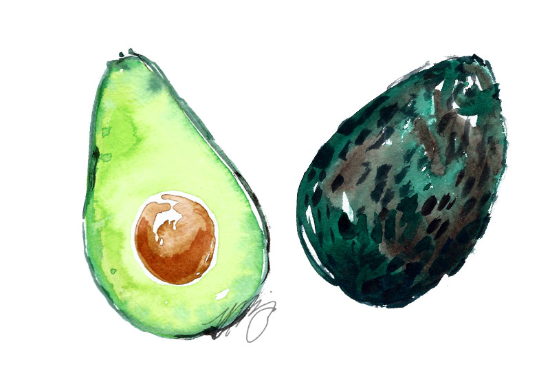 Avocado Illustration