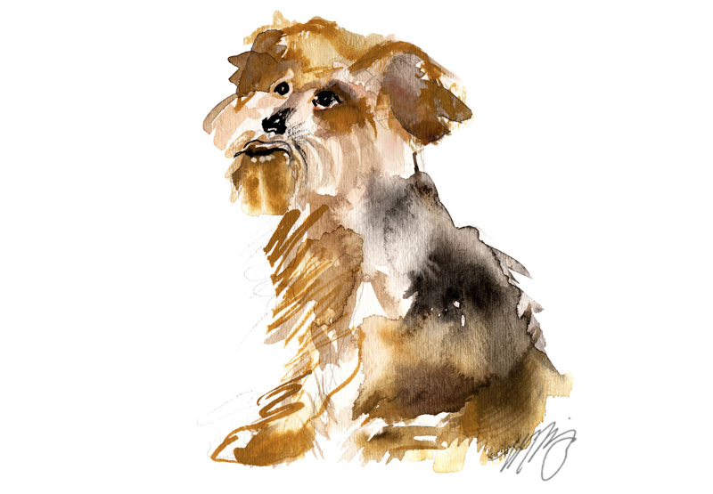 Yorkie Dog Portrait