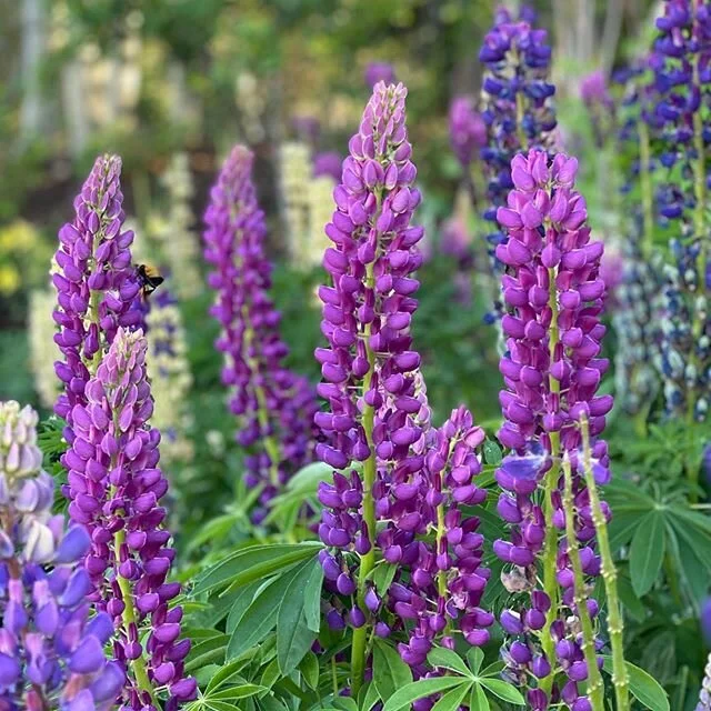 A bit of RP Purple 💜 for the morning 
#rppurple