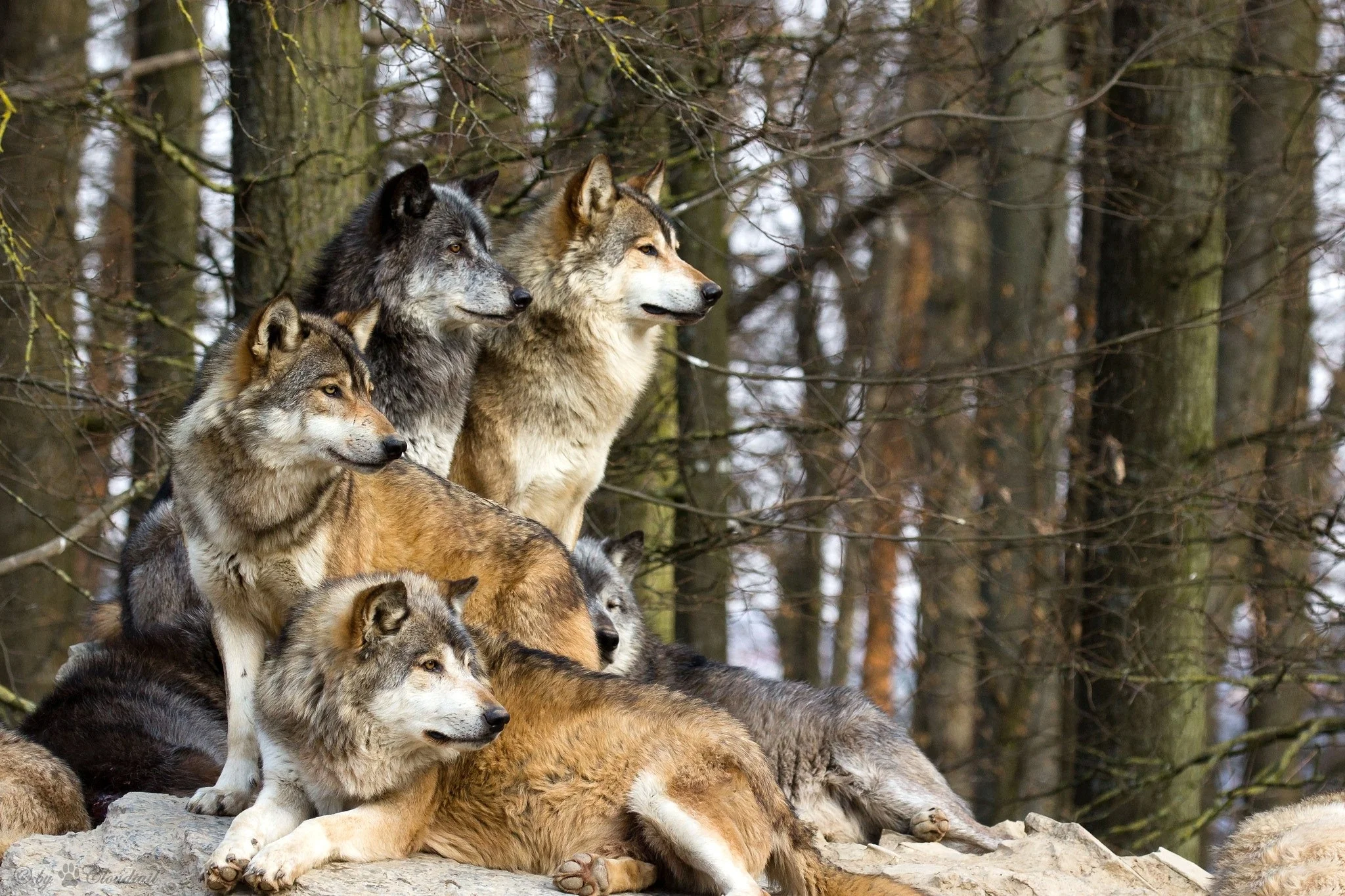 Pack of Wolves.jpg