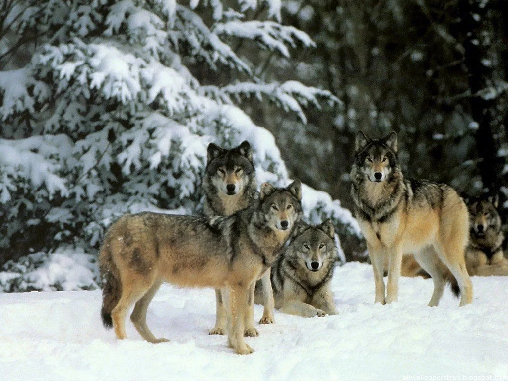 Wolf pack.jpg