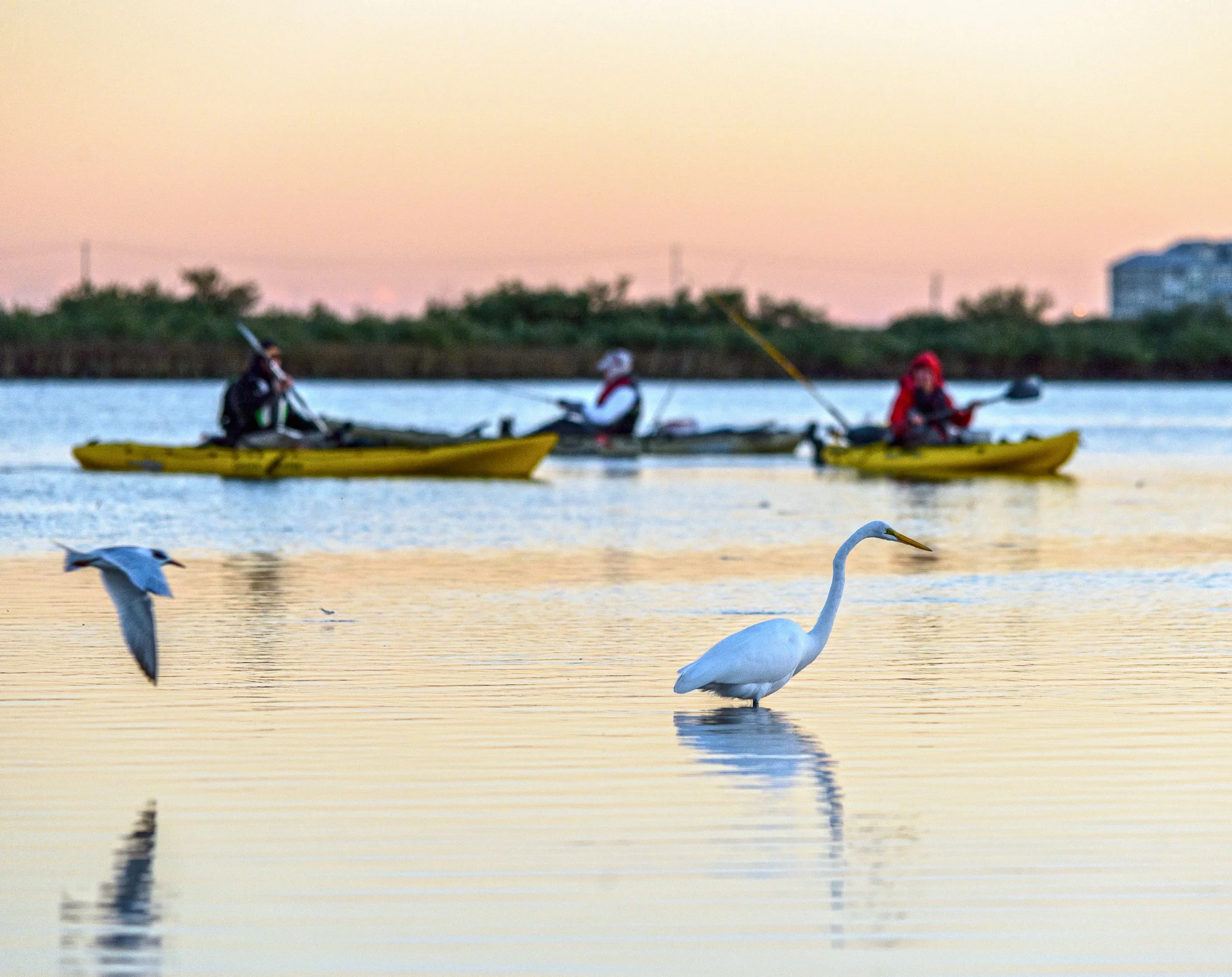 Photo by Vadim Troshkin, galveston.com