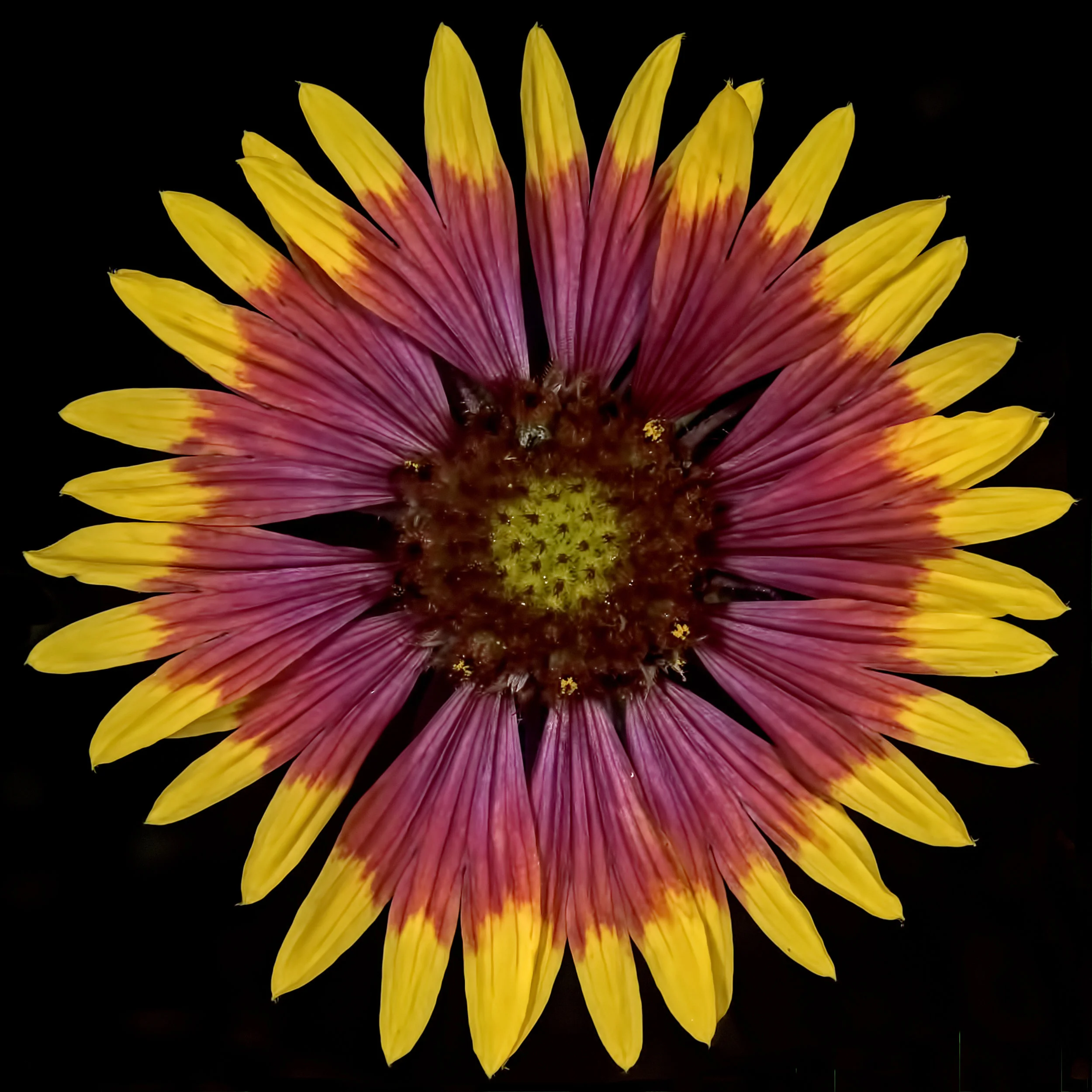 Firewheel (Gaillardia pulchella).jpg