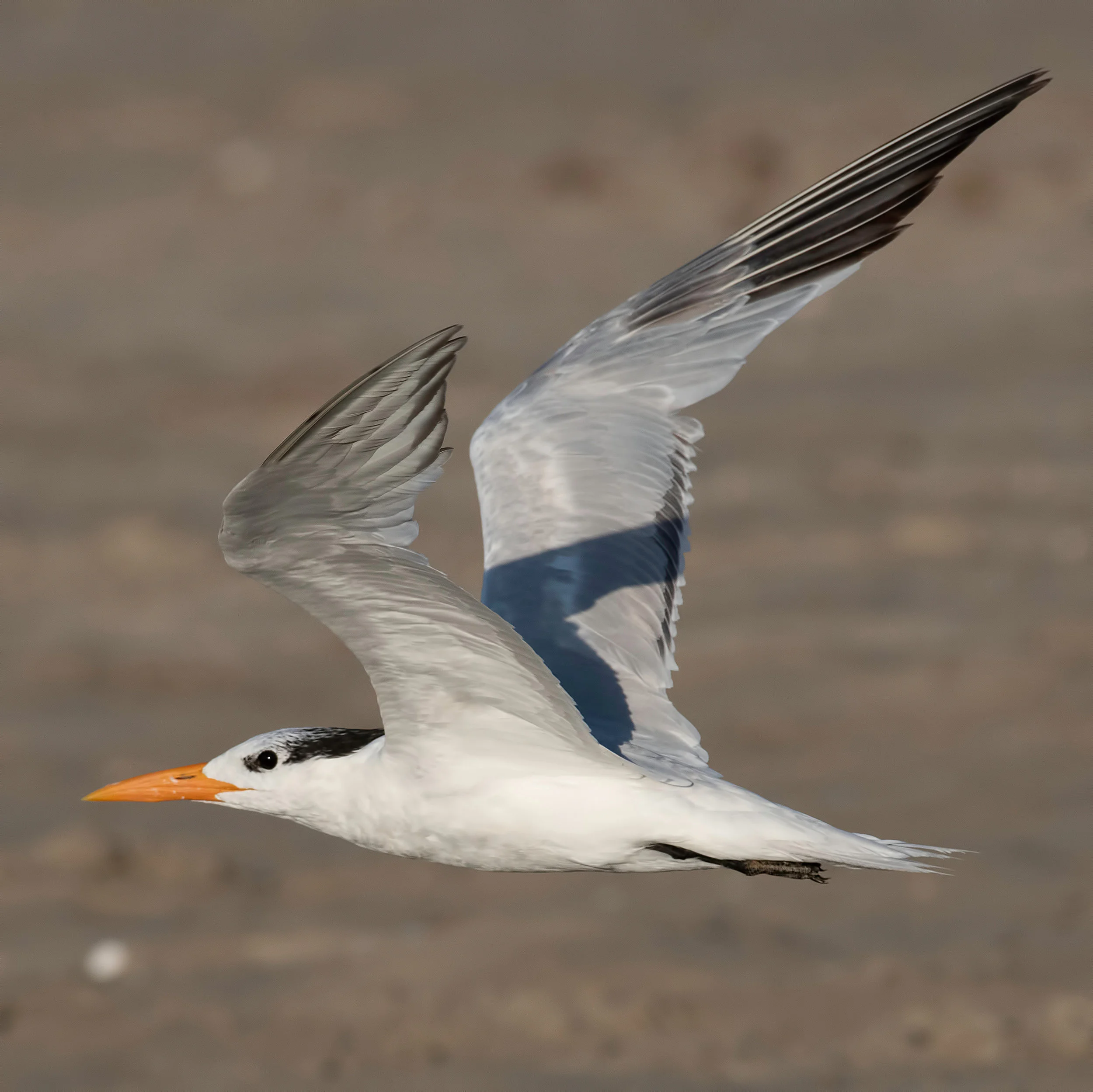 Royal tern (Thalasseus maximus) copy.jpg