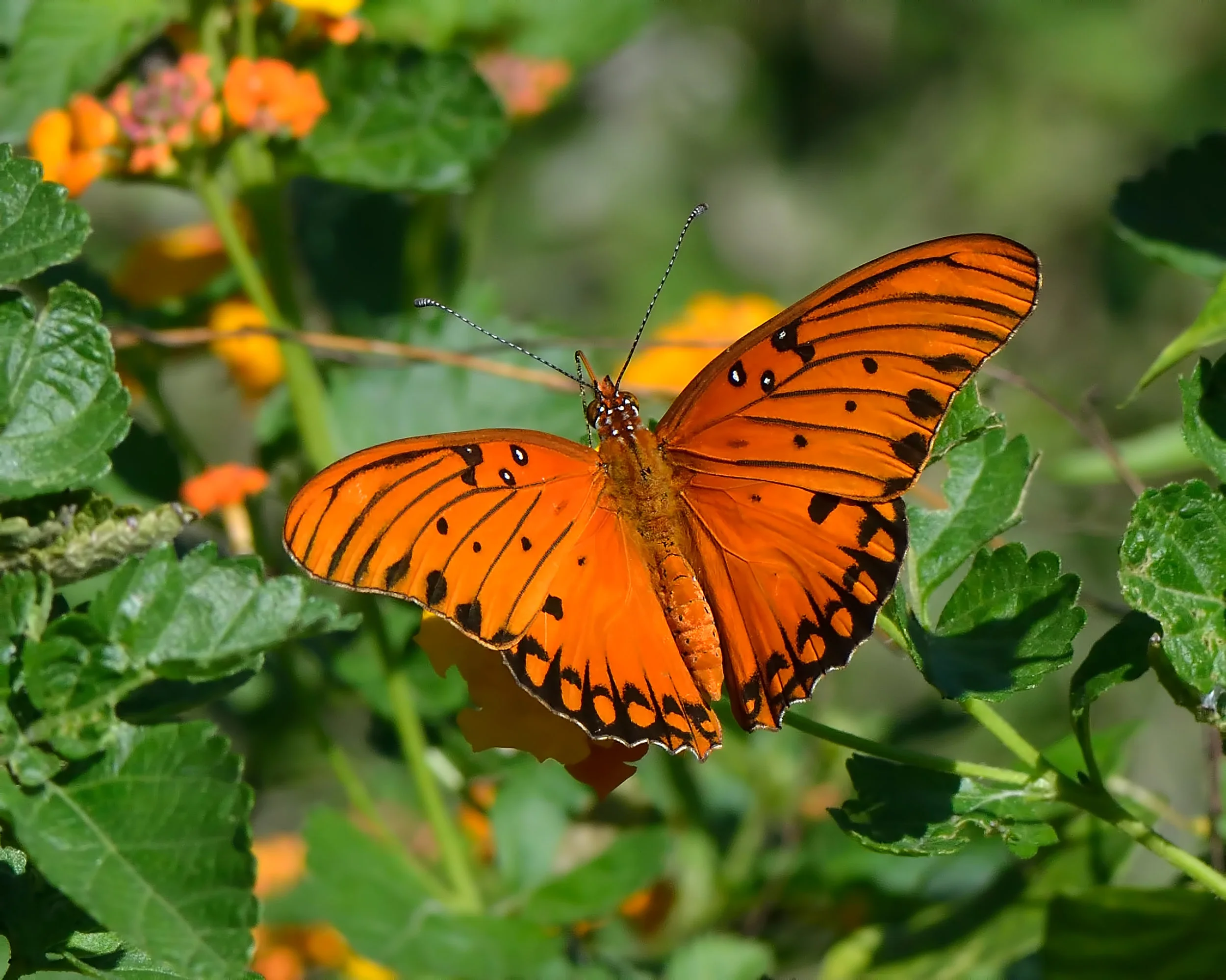 Gulf fritillary (Agraulis vanillae) (1).jpg