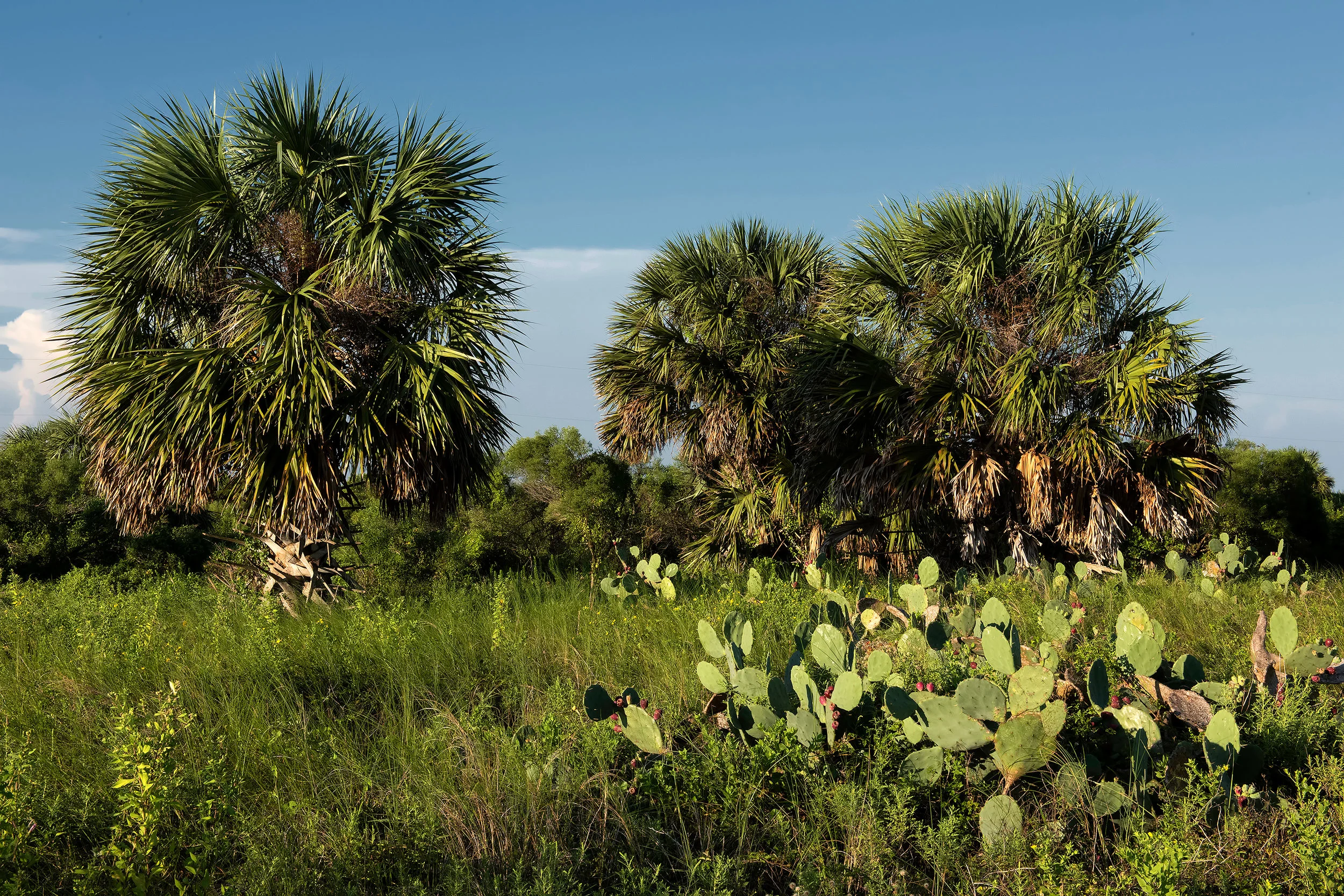 Cabbage palms FINAL.jpg