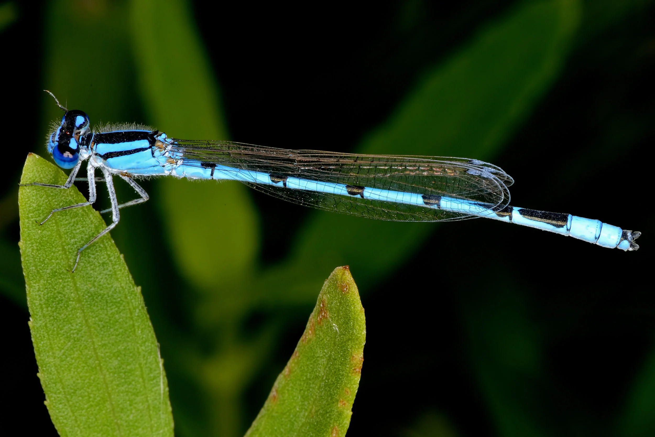 Familiar bluet (Enallagma civile).jpg