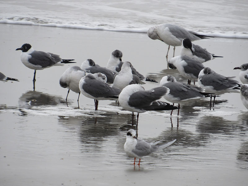 Laughing Gulls and Forster’s Tern (photo by Kristine Rivers)