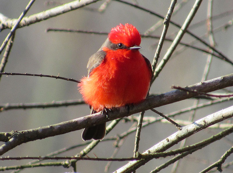 Top 5 Reasons to Bird in the Winter